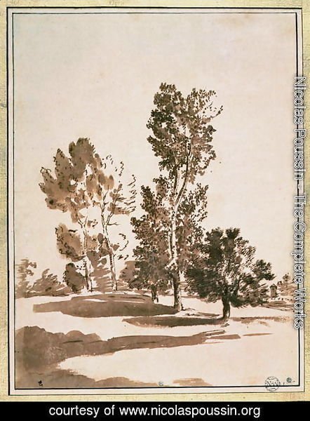 Nicolas Poussin - Tree Study